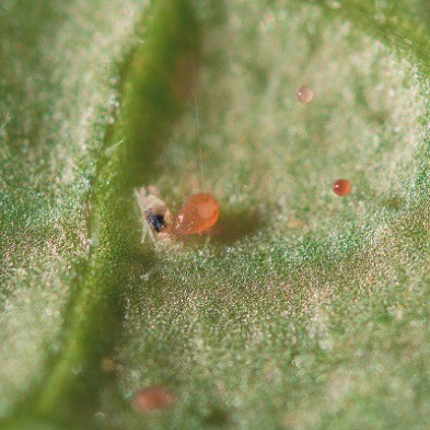 Spical Plus (Neoseiulus Californicus) Spical Plus (Neoseiulus Californicus)