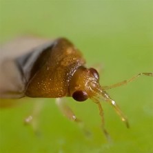 Orius Laevigatus contra trip